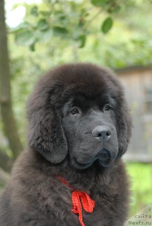 Фото: ньюфаундленд Сент Джонс Сабина Мистикал (Sent Djons Sabina Mistical)