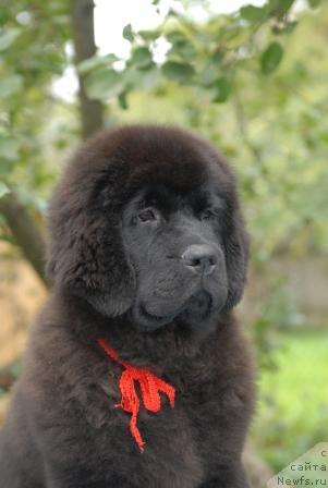 Фото: ньюфаундленд Сент Джонс Сабина Мистикал (Sent Djons Sabina Mistical)