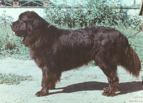 Фото: ньюфаундленд Уинстон Паж оф Лайф Сейвер