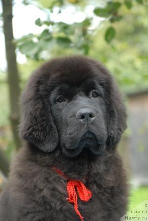 Фото: ньюфаундленд Сент Джонс Сабина Мистикал (Sent Djons Sabina Mistical)