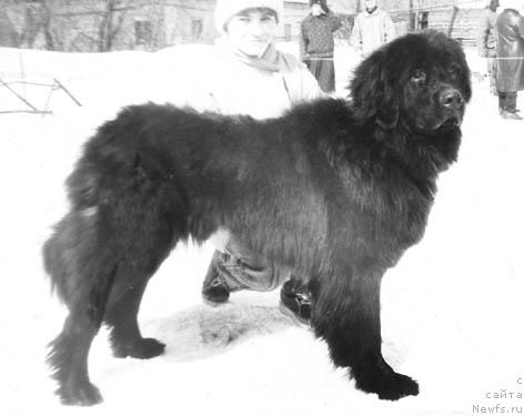 Фото: ньюфаундленд Катарина Рос оф Лайф Сейвер