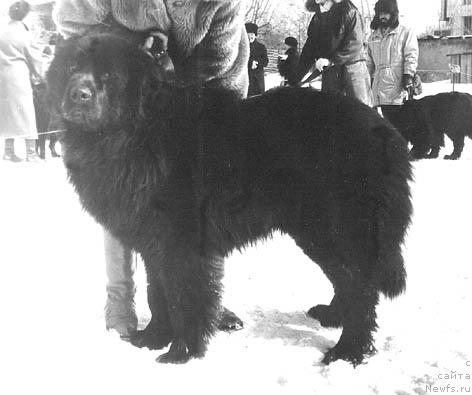 Фото: ньюфаундленд Иф Стюарт Багжи оф Лайф Сейвер