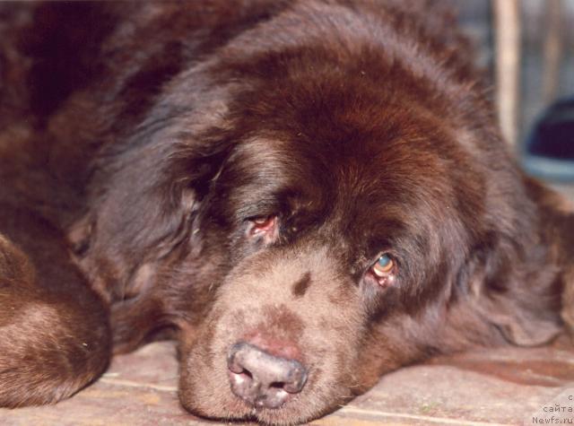 Фото: ньюфаундленд Артур