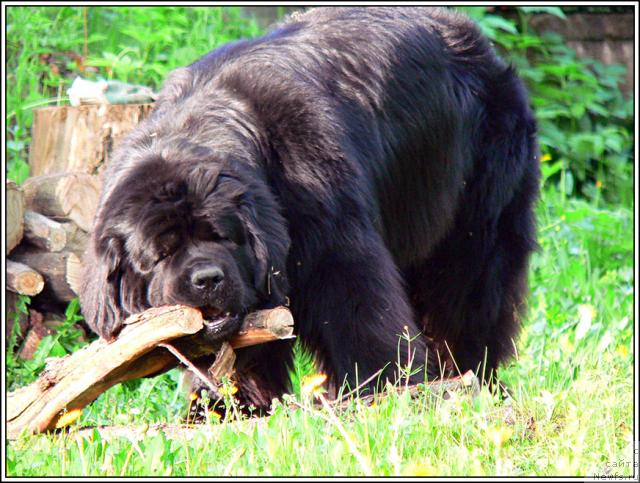 Фото: ньюфаундленд Севертан Ротмистр