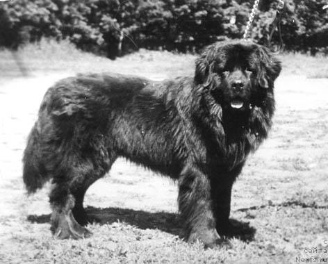 Фото: ньюфаундленд Роз Де Бал Жуан