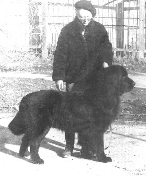 Фото: ньюфаундленд Батист Сейвер