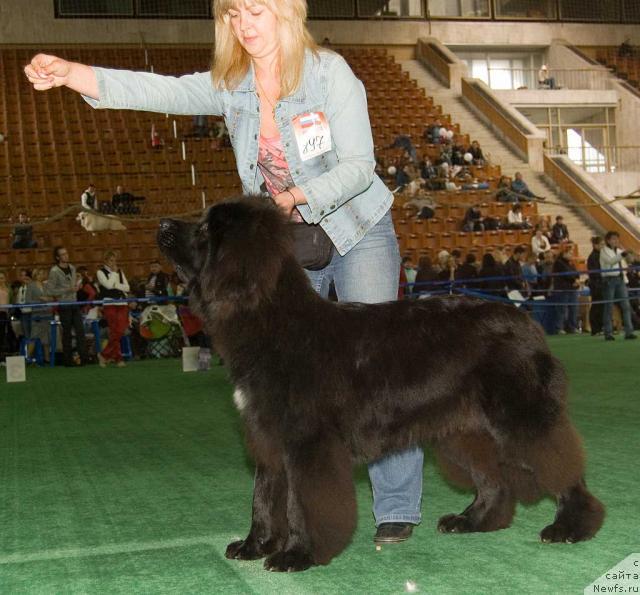 Фото: ньюфаундленд Топтыжка Сокровенная Мечта