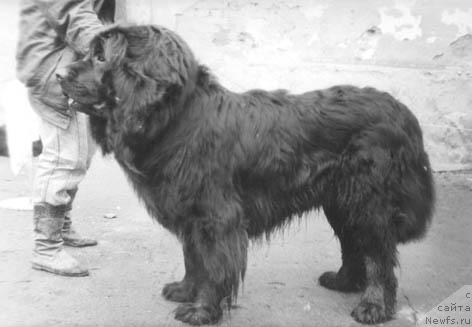 Фото: ньюфаундленд Девил Альфар