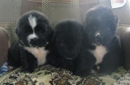 Фото: Дети [d7154] и [d4534]