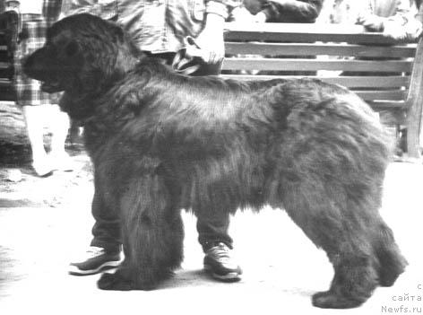 Фото: ньюфаундленд Фенечка Содж Вольф