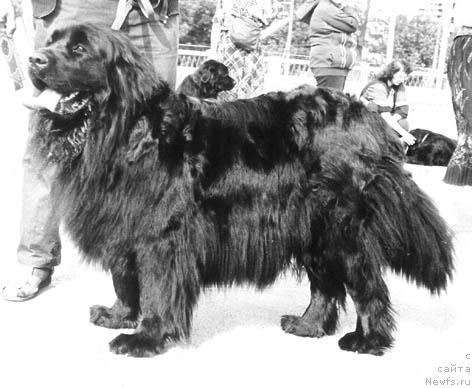 Фото: ньюфаундленд Стеффи Олс