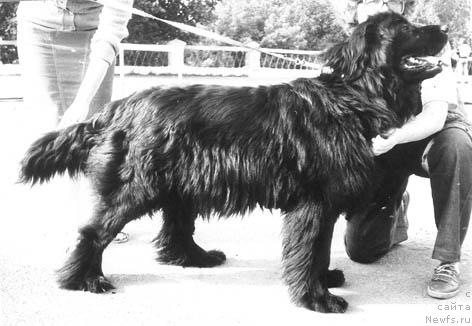 Фото: ньюфаундленд Симона Олс