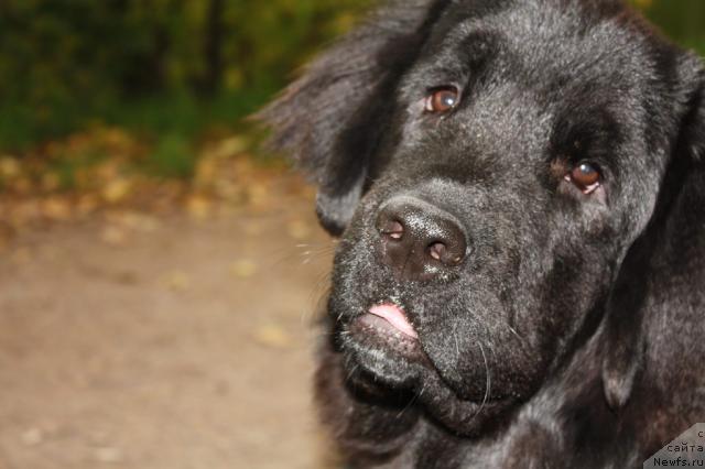 Фото: ньюфаундленд Плюшевая Панда Пленительная Далида