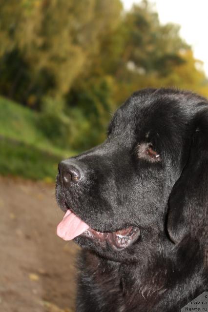 Фото: ньюфаундленд Плюшевая Панда Пленительная Далида