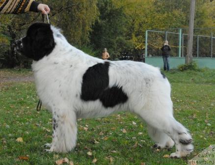 Фото: ньюфаундленд Kloofbears Lancelot for Sent Djons