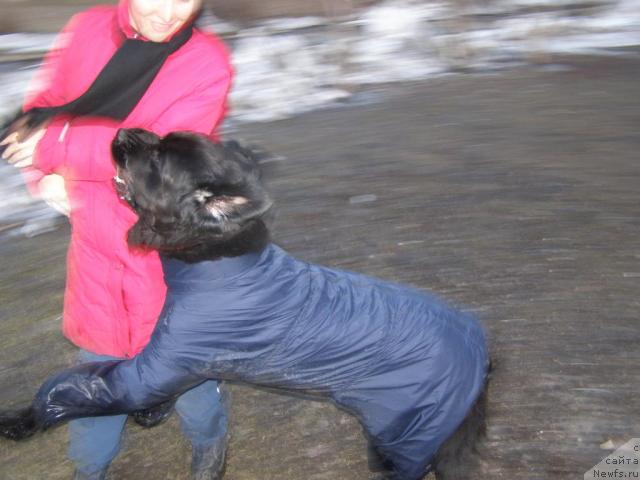 Фото: ньюфаундленд Аксель Блэк Даймонд