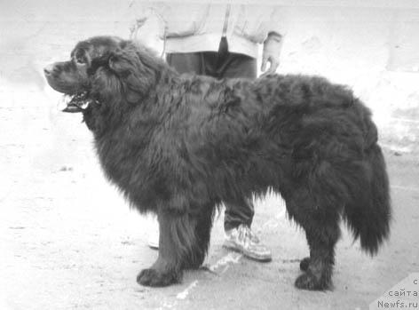 Фото: ньюфаундленд Пирс Жювиль