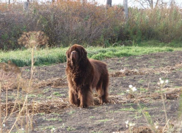 Фото: ньюфаундленд Супер Премиум Брабус