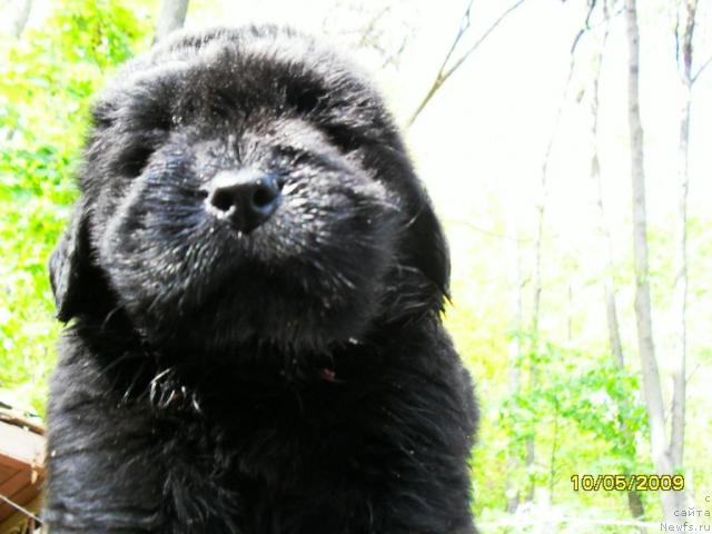 Фото: ньюфаундленд Роксана Леди Совершенство