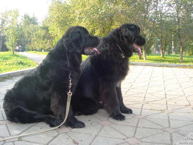 Фото: ньюфаундленд Амазонка Эми Чардишик, ньюфаундленд Капитан Ньюфорт