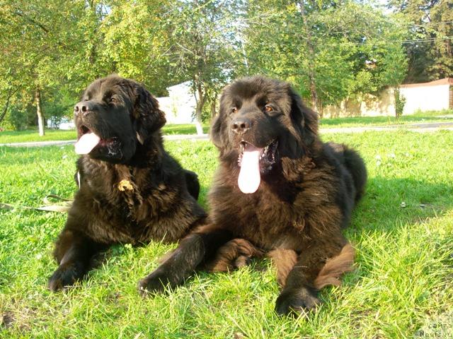 Фото: ньюфаундленд Амазонка Эми Чардишик, ньюфаундленд Капитан Ньюфорт