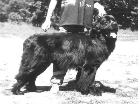 Фото: ньюфаундленд Мавр Эвилор