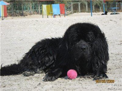 Фото: ньюфаундленд Лаэрт Биг Френд (Laert Big Friend)