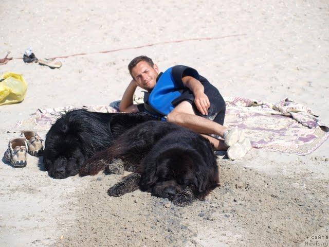 Фото: Тортик, ньюфаундленд Лаэрт Биг Френд (Laert Big Friend), Александр Хижняк