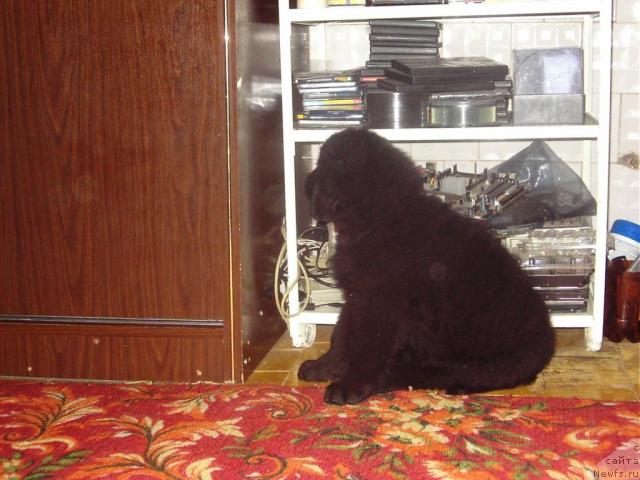 Фото: ньюфаундленд Лиана Черная Фея