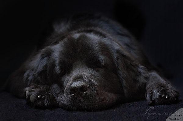 Фото: ньюфаундленд Звезда Удачи от Марлеон Дусвик