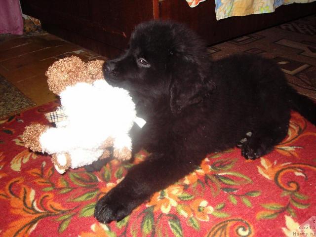 Фото: ньюфаундленд Лиана Черная Фея