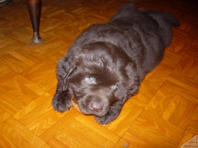 Фото: ньюфаундленд Звездная Тоскана Лесная Раскрасавица