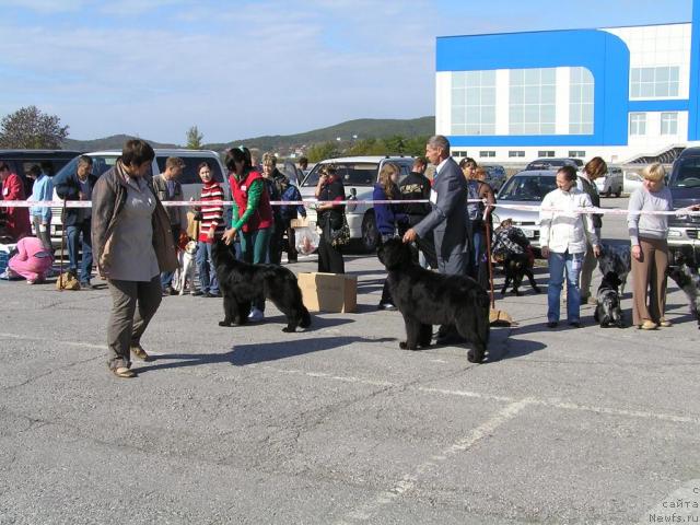 Фото: ньюфаундленд Интерио Соури из Медвежьего Яра (Interio Souri iz Medvejyego Yara), ньюфаундленд Чанси из Медвежьего Яра (Chansi  iz  Medvejyego Yara)