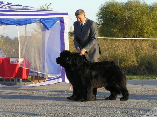 Фото: ньюфаундленд Чанси из Медвежьего Яра (Chansi  iz  Medvejyego Yara), ньюфаундленд Его Высочество от Сибирского Медведя (Ego Vysochestvo ot Sibirskogo Medvedja)