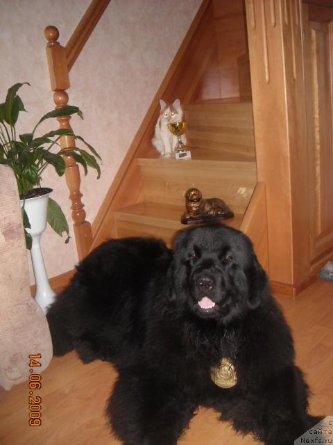 Фото: ньюфаундленд Ермак из Царства Медведей