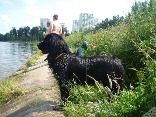 Фото: ньюфаундленд Акелло-Ланью 