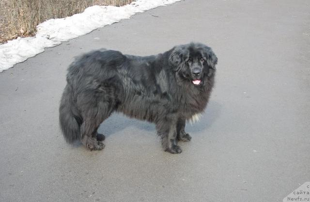 Фото: ньюфаундленд Вожди Атлантиды Габби