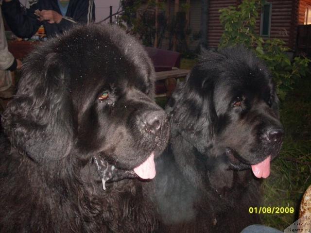 Фото: ньюфаундленд Венеция из Царства Медведей в Обуш Шед, ньюфаундленд Обуш Шед Юкотан Золотой Ручей