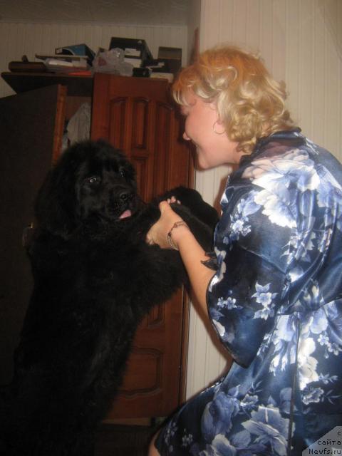 Фото: ньюфаундленд Акватория Келвин Интегра