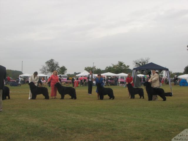 Фото: ньюфаундленд Kloofbears My Dream for Sent Djons, 