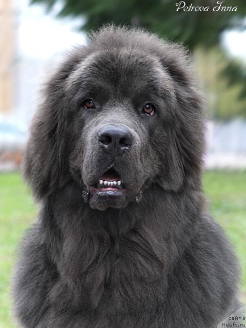 Фото: ньюфаундленд Дюрбахлер Клаб Альфаретта Виньетта