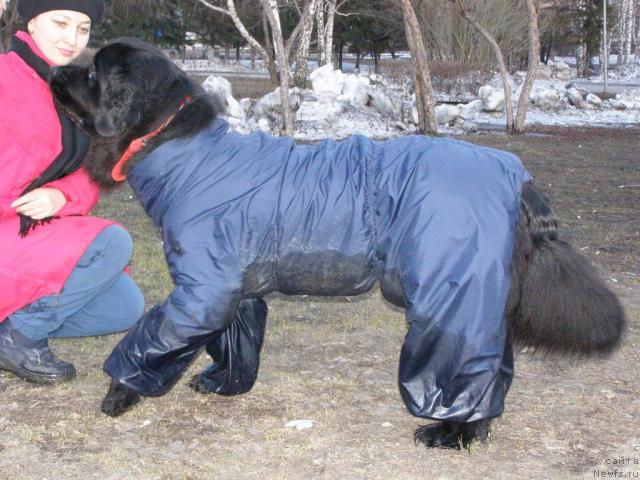 Фото: ньюфаундленд Аксель Блэк Даймонд