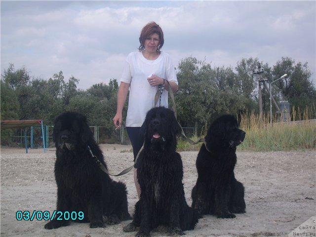 Фото: ньюфаундленд Наследник Престола от Сибирского Медведя (Naslednik Prestola ot Sibirskogo Medvedya), ньюфаундленд Марьяна Большой Малыш (Maryana Bolshoj Malysh), ньюфаундленд Рашель (Rashel), Оксана Мазур