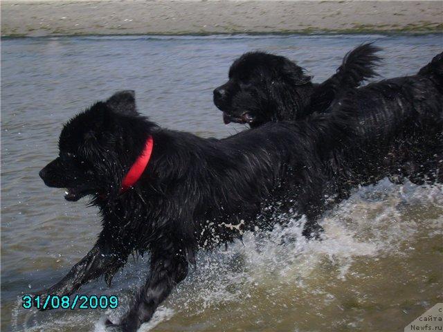 Фото: ньюфаундленд Чаривна Черепашка Большой Малыш (Charivna Cherepashka Bolshoj Malysh), ньюфаундленд Марьяна Большой Малыш (Maryana Bolshoj Malysh)