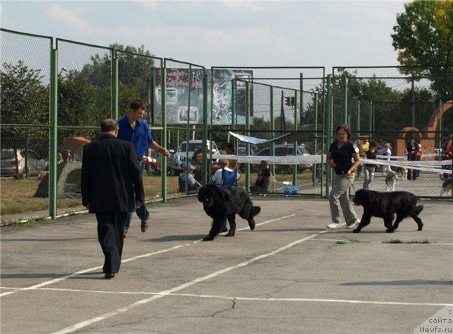 Фото: ньюфаундленд Аким из Волотова (Akim iz Volotova), ньюфаундленд Чаривна Черепашка Большой Малыш (Charivna Cherepashka Bolshoj Malysh)