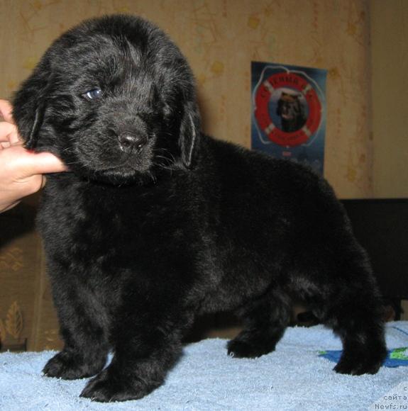 Фото: ньюфаундленд Изумрудная Лагуна Аргона