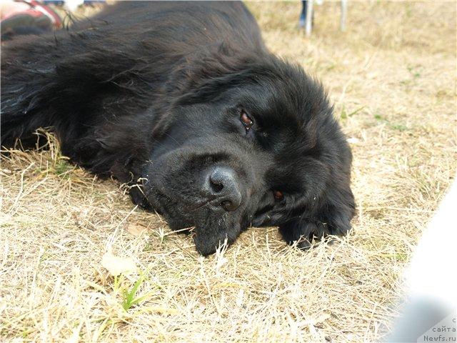 Фото: ньюфаундленд Чаривна Черепашка Большой Малыш (Charivna Cherepashka Bolshoj Malysh)