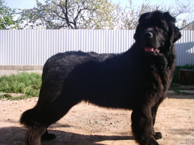Фото: ньюфаундленд Чарли Большой Малыш (Charly Bolshoj Malysh)