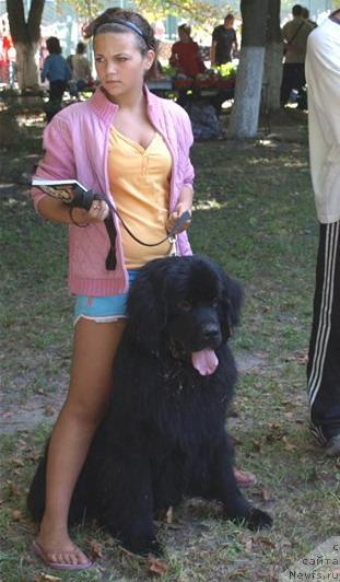 Фото: ньюфаундленд Червонец Большой Малыш (Chervonets Bolshoj Malysh)