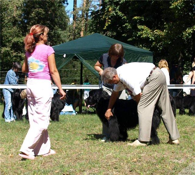 Фото: ньюфаундленд Червонец Большой Малыш (Chervonets Bolshoj Malysh)